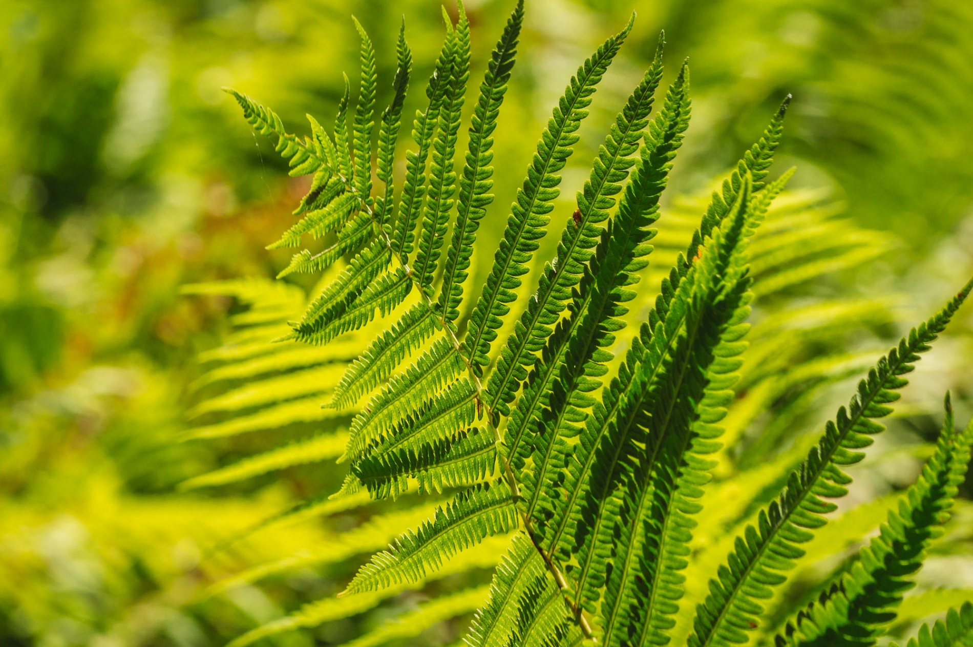 Папоротник в вашем саду — Студия Расцветать