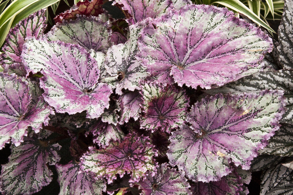 Бегония рекс Пинкпоп — Студия Расцветать