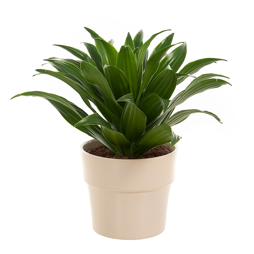 2 brotes Dracaena derem 2 × Árbol dragón Altura: 70 cm Lemon Lime Plantas de int