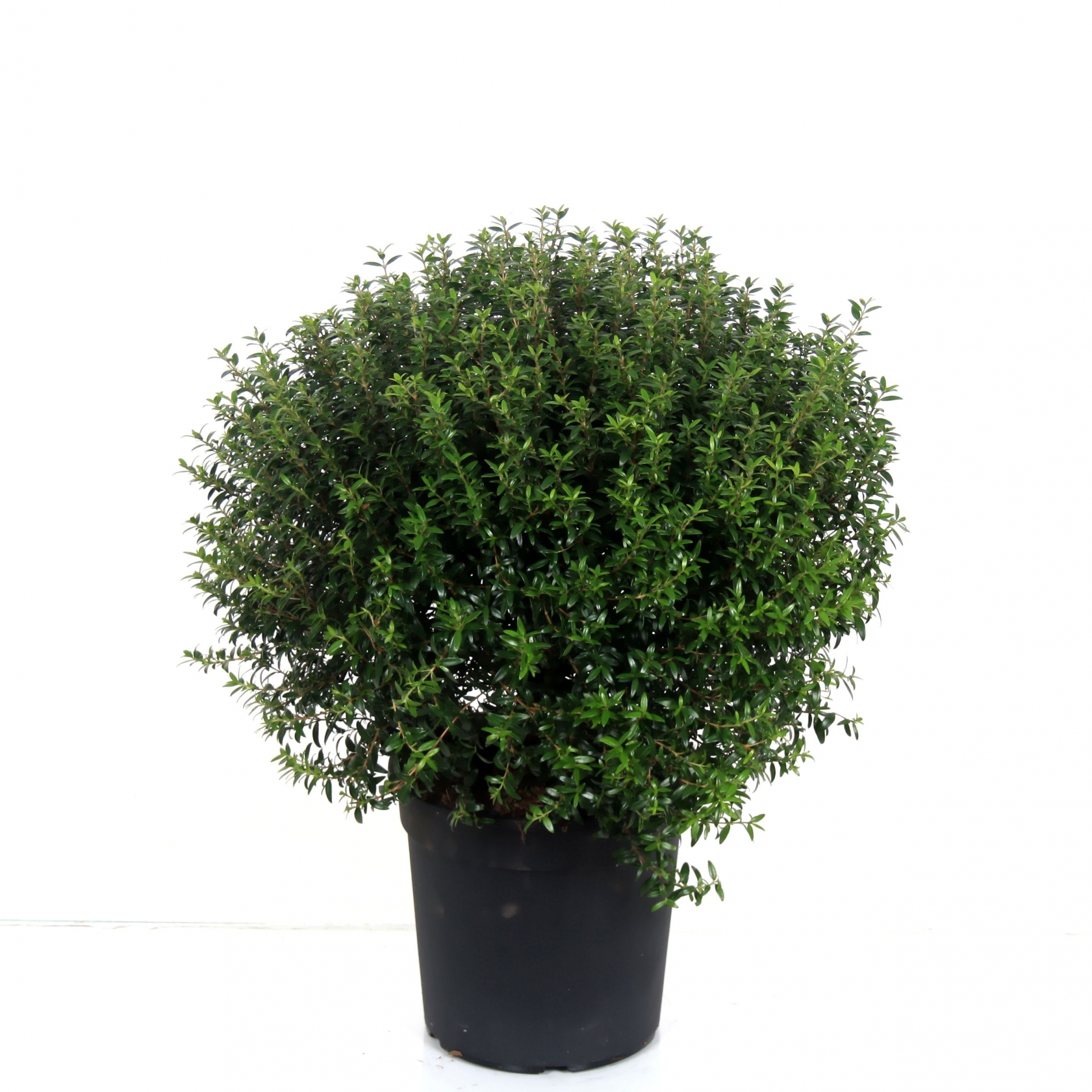 Мирт — Студия Расцветать