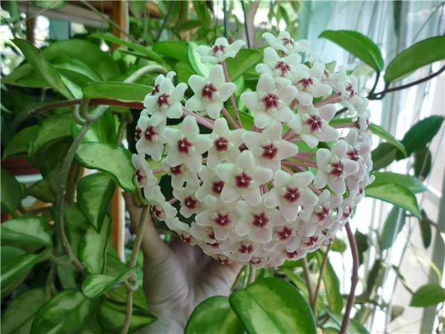 Hoya carnosa экзотика