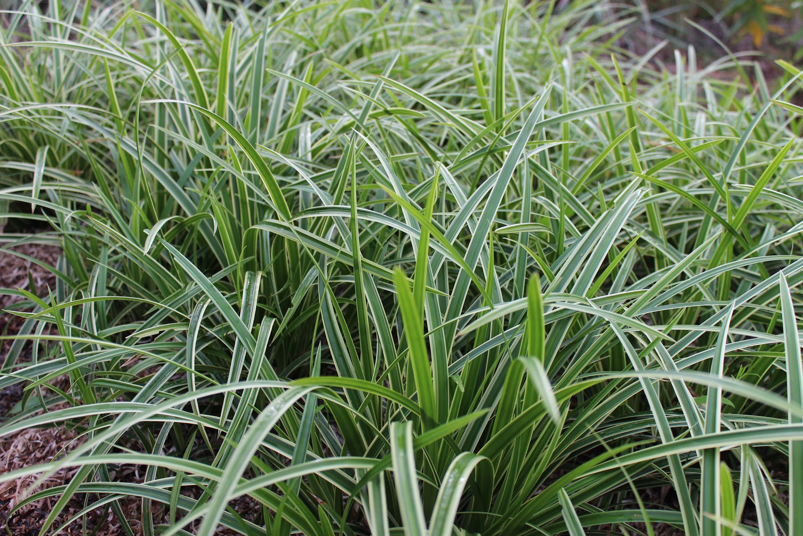 Осока Морроу (Carex morrowii )