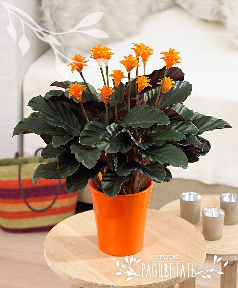 Оранжевое комнатное растение. Калатея кроката. Калатея шафранная кроката. Калатея кроката Тасмания. Калатея кроката цветок.