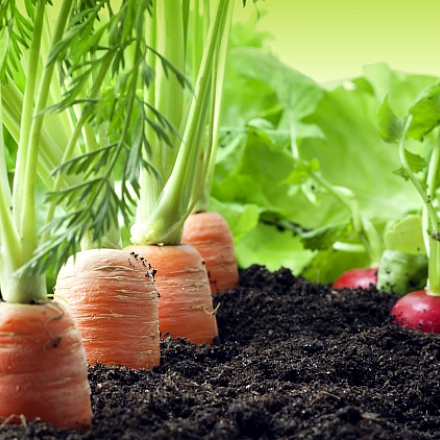 Овощи в саду или как собрать хороший урожай