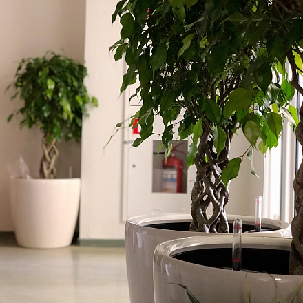 Фитодизайн