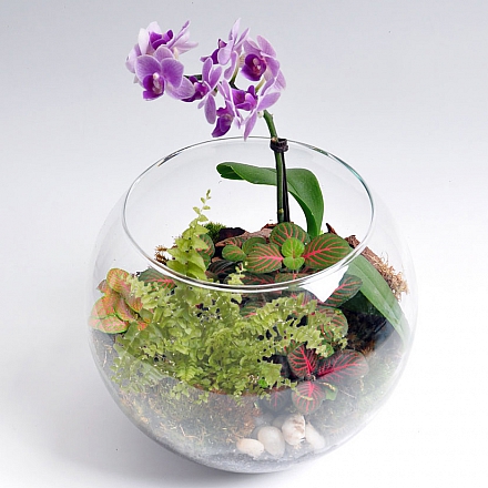 Флорариум "Орхидея"