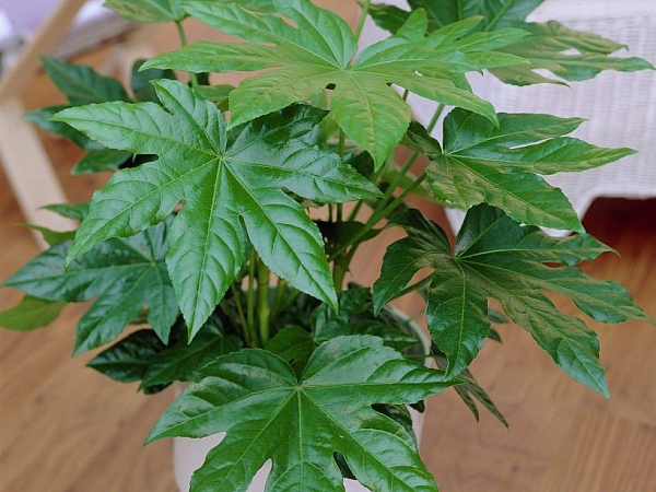 Фатсия японская — Студия Расцветать