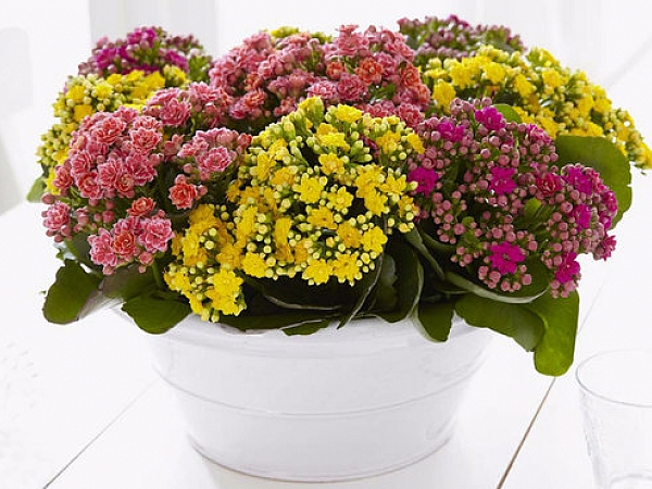 Каланхоэ Каландива микс — Студия Расцветать