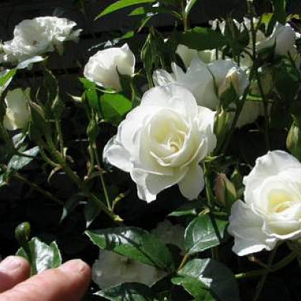 Роза патио Белая Перл