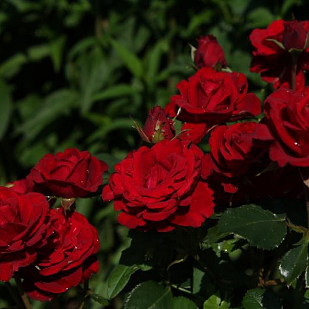 Роза патио Красная Изабель