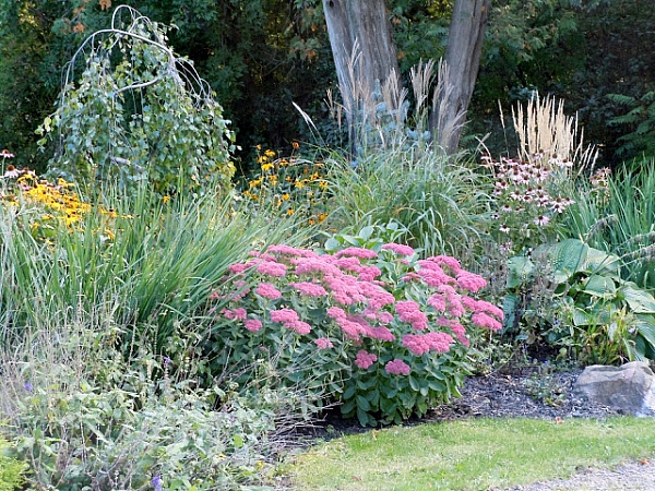 Очиток видный — Студия Расцветать